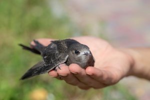 swift in palm of hand