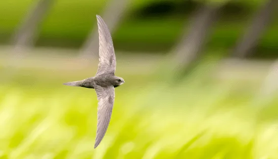 Swift boxes joju solar